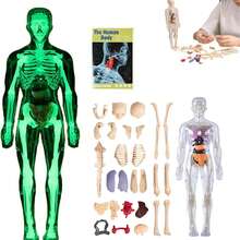 29 piezas Conjunto de modelo de estructura anatómica del Body humano, modelo de tronco desmontable en 3D, modelo de órganos y esqueleto extraíble, adecuado para el estudio anatómico - Multicolor - Ver 12