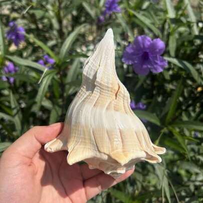 Rare Levorotatory Conch Shell - Eastern Mediterranean Aquarium Centerpiece, Luxury Home Collection Ornament, Christmas Fish Tank Decor & Spiritual Gift With Natural Energy