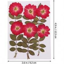 Verdaderas flores secas álbumes de recortes DIY DIY Jewelry Craft Home Decorations 36pcs Pressed Dried Flowers Dry Flower Bulk Natural Real Nature Rose Flowers Herb Set Handmade Plant Specimen Acces - como en la foto - Ver 6