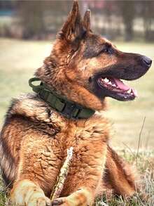 色彩缤纷、造型可爱的猫咪铃铛项圈，可调节安全猫项圈，带铃铛，卡通趣味脚印项圈，猫咪用品 - 彩色 - 查看 7