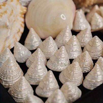 5/10 Stück Perlmutt-Glanz Silber Muschel Perlen | Sommer Strand DIY Bastelset, Schmuckherstellung & Weihnachtsschmuck Füllung, Scrapbooking Verzierungen & Aquarium Dekoration