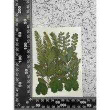 Real Dried Pressed Flowers Assorted Colorful Daisies Leaves Hydrangeas for Art Craft DIY - 1 Pack Size 11 - Multicolor - Ver 2