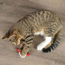Catstages Green Magic Dynamite Stick Catnip Cat Toy - Màu B - Xem 6
