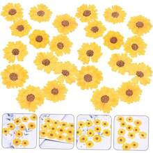 HOMSFOU 5 Series Dried Flowers para Manualidades DIY Flores Secas Presionadas para Decoración De Carcasas De Teléfono Y Scrapbooking Piezas X 5 - 5 - Ver 5