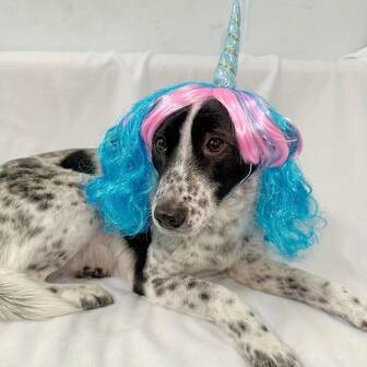 Peluca de mascota de unicornio, diadema linda para Halloween