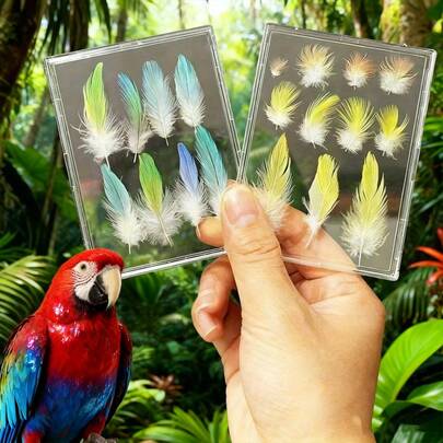 2pcs High-Definition Transparent Parrot Feather Display Box With Frame, Permanently Preserve Pet Bird Feathers, Suitable For Cockatiel, Lovebird, Etc., Can Be Used As Memorabilia, Gift For Bird Lovers