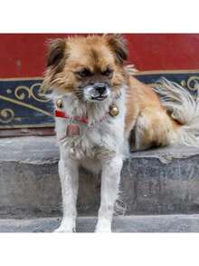 EstiloTotority Campana de Cobre Vaca Caballo Oveja 4 Piezas Cencerro De Metal Cencerro con Mango Cencerros De Vaca para Manualidades Cencerros a Granel Campana De Oveja Cencerro MetálicoVersión mejorada - 1 - Ver 4