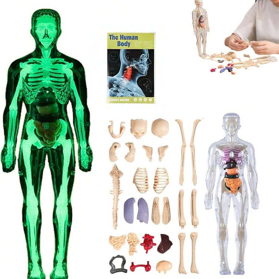 29 piezas Conjunto de modelo de estructura anatómica del Body humano, modelo de tronco desmontable en 3D, modelo de órganos y esqueleto extraíble, adecuado para el estudio anatómico - Multicolor - Ver 1