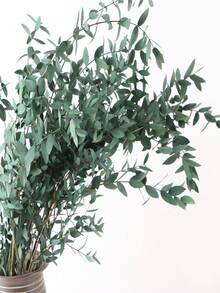 1 Bunch Natural Preserved Eucalyptus Millet Leaf Decor - Elegant Wedding Enhancer & Timeless Home Accent - Dry Flower Arrangement For Photography Props - Naturally Aromatic, Long-Lasting Beauty - Multicolor - View 13