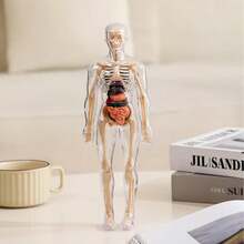 29pcs Human Body Structure Anatomy Model Set, 3D Disassembled Trunk Organ Model, Removable Organ & Skeleton Assembly Model, Suitable For Anatomical Research - Multicolor - View 7
