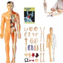 29 piezas Conjunto de modelo de estructura anatómica del Body humano, modelo de tronco desmontable en 3D, modelo de órganos y esqueleto extraíble, adecuado para el estudio anatómico - Multicolor - Ver 11