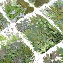 30 piezas de hojas secas prensadas flores secas plantas verdes para muestras de hojas secas naturales resina vegetación seca variada para manualidades de hojas prensadas decoración de bricolaje - como en la foto - Ver 5