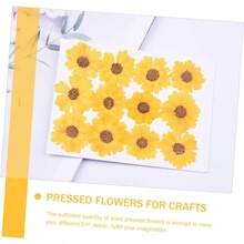 HOMSFOU 5 Series Dried Flowers para Manualidades DIY Flores Secas Presionadas para Decoración De Carcasas De Teléfono Y Scrapbooking Piezas X 5 - 5 - Ver 4