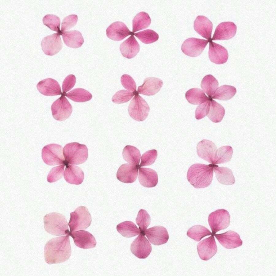 48 Piezas de Flores Artificiales prensadas secas de Color púrpura y Rojo for Resina - Un color - Ver 1