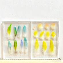 高清透明鹦鹉羽毛展示盒带框，永久保存鹦鹉、玄凤鹦鹉及其他宠物鸟羽毛，适用于鹦鹉、玄凤鹦鹉及其他宠物鸟羽毛收藏品，鸟类爱好者纪念品 - 彩色 - 查看 7