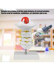 EstiloTendenciaModelo De Columna Cervical Humana 1:1, VéRtebra Cervical, Arteria, Columna Vertebral, Nervios Espinales, Modelo AnatóMico, EnseñAnza De La AnatomíA, ModeloCalidad PremiumVersióN Mejorada - 1 - Ver 2