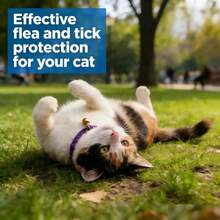 Pet Cat Collar, Designed To Protect Against Fleas, Lice, And Ticks. Provides Long-Lasting Protection. - Xám - Xem 5