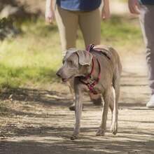 Walking Harness | Ajuste arnés para perros con cinta reflectante, talla pequeña, negra/gris,37283814 - Gris - Ver 2