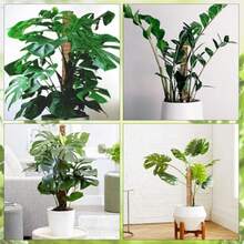 Soporte para Plantas de Extensión Monstera de Poste de Musgo de 4 Piezas Estacas para Plantas de Interior Soporte para Plantas para Entrenar el Crecimiento de Las Plantas - como en la foto - Ver 7