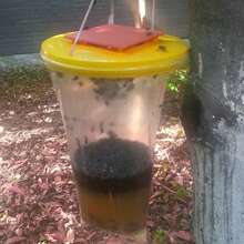 Powerful Hanging Fly Trap - Attractive And Effective For Indoor/Outdoor Use In The Home, Garden, Patio, And Farm; -, Disposable Insect Trap