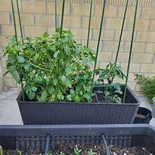 Estacas de jardín varillas resistentes de soporte para plantas 20 estacas de núcleo de acero recubierto de plástico con 5 conectores para plantas trepadoras frijoles y arbustos 16.1 pulgadas de - Verde - Ver 4