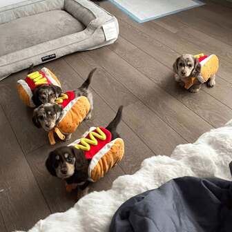 汉堡造型宠物服装，趣味热狗宠物服装，万圣节狗狗服装