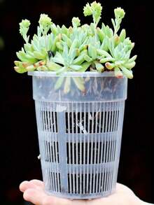 6pcs Round Plant Root Growing Pots, Spring Potted Planting Flower Pots, Root System Growth Vases, Dendrobium Orchid Pots, Phalaenopsis Orchid Pots, With Drainage And Ventilation, Gardening Supplies, Planting Tools - Multicolor - View 2