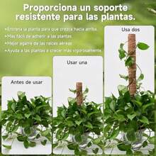 Soporte para Plantas de Extensión Monstera de Poste de Musgo de 4 Piezas Estacas para Plantas de Interior Soporte para Plantas para Entrenar el Crecimiento de Las Plantas - como en la foto - Ver 5