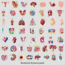 50 miếng dán giải phẫu người, nhãn dán giải phẫu, nhãn dán bác sĩ, nhãn dán trang trí giải phẫu, nhãn dán vinyl chống thấm nước, thích hợp cho bình nước, máy tính xách tay, điện thoại, ván trượt, sổ lưu niệm, sổ tay, quà tặng, đồ dùng văn phòng phẩm. - C - Xem 4