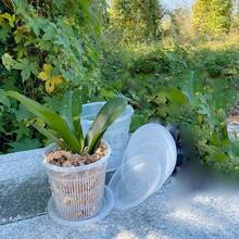 6pcs Round Plant Root Growing Pots, Spring Potted Planting Flower Pots, Root System Growth Vases, Dendrobium Orchid Pots, Phalaenopsis Orchid Pots, With Drainage And Ventilation, Gardening Supplies, Planting Tools - Multicolor - View 10