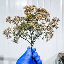 Dyed Dried Quinoa Flowers, Preserved Flowers, Natural Plants Used In DIY Projects, Home Decor, Bouquet Embellishments, And Landscape Design
