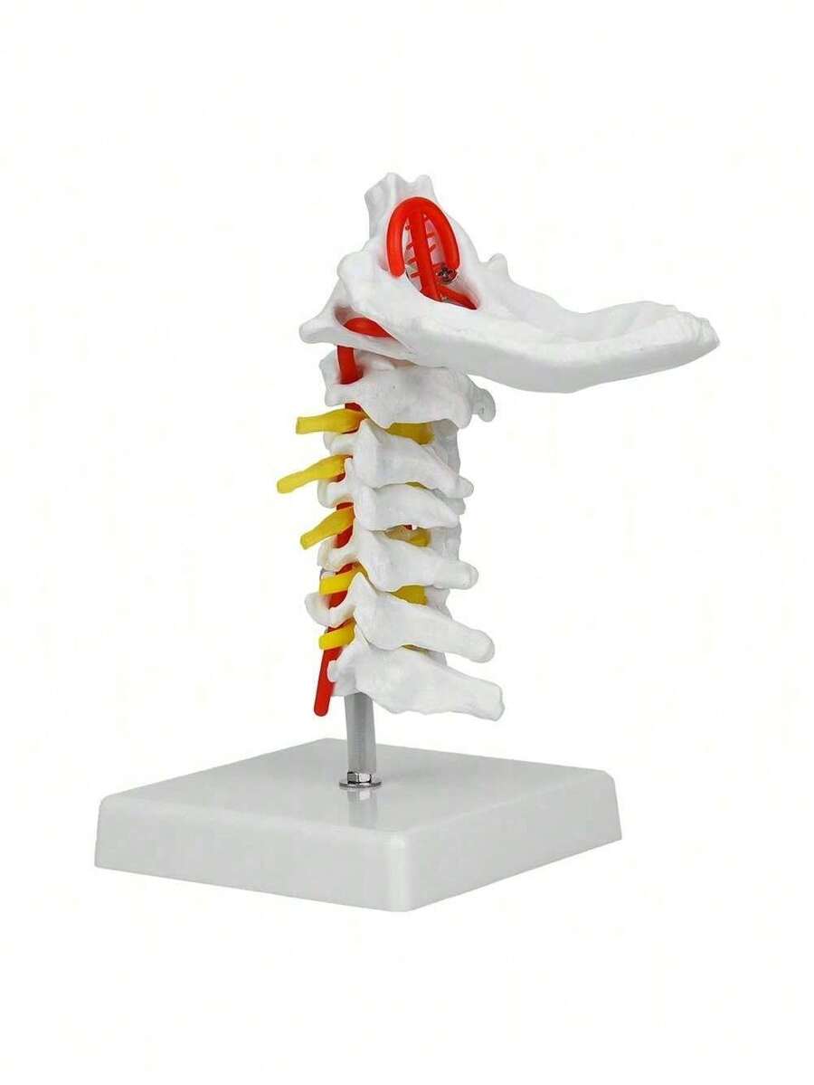 EstiloTendenciaModelo De Columna Cervical Humana 1:1, VéRtebra Cervical, Arteria, Columna Vertebral, Nervios Espinales, Modelo AnatóMico, EnseñAnza De La AnatomíA, ModeloCalidad PremiumVersióN Mejorada - 1 - Ver 1