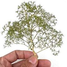 Dyed Dried Quinoa Flowers, Preserved Flowers, Natural Plants Used In DIY Projects, Home Decor, Bouquet Embellishments, And Landscape Design