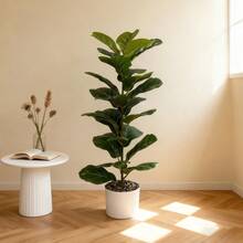 1pc 25in/32in/37in Artificial Ficus Tree (Pot Not Included), Tropical Ficus Rubber Branch Small Violin Leaf Plastic Decor, Home, Garden, Office, Balcony Decoration, Wedding, Party, Holiday Decoration - Multicolor - View 5