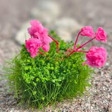 6件随机簇状人造花草，植绒花簇，适用于沙盘模型、建筑场景布置、微景观DIY - As photos - 查看 5