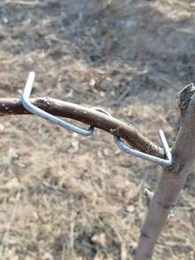 M-Shaped Fruit Tree Branch Bender, Fruit Tree Branch Straightener, Curved Branch Pruner - Multicolor - View 6