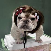 1 Cute Pet Wig | Halloween Ugly Fun Cat And Dog Wig With Straight Hair Heat Resistant Fiber - 0906 - View 9