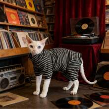 Soft & Skin-Friendly Hairless Cat Thermal Undergarment, Suitable For Domestic Cats - Black - View 12