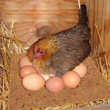 10片装鸡窝椰纤维垫，家禽产蛋垫，无胶，可水洗