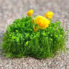 6件随机簇状人造花草，植绒花簇，适用于沙盘模型、建筑场景布置、微景观DIY - As photos - 查看 4