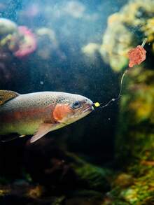 GOTURE Set de 5 piezas Montaje anti-línea de pesca de carpa europea - Flotador y montaje anti-enredo (Adecuado para carpa/brema/carpa de hierba), en caja de regalo - Multicolor - Ver 6