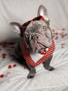 Valentine Dog Tuxedo Bandana, Red Heart Pet Tux With Bowtie, Adjustable Valentine's Day Costume For Extra Small Medium Large Dogs Cats - Multicolor - View 8