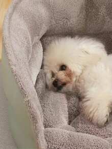 Cama redonda de lujo para mascotas de gran tamaño, base antideslizante, funda extraíble - Hecha de material PP duradero, forro de felpa suave, marco resistente, adecuada para perros y gatos pequeños a grandes, mueble adorable para mascotas, uso en interiores/exteriores, cama grande para perros - Verde - Ver 8