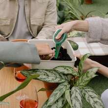 5档可调播种机 - 标准尺寸精密播种机 | 学校教育活动、家庭花园、盆栽植物和容器园艺的必备园艺工具 | 蔬菜、花卉和香草种子发芽器 | 适用于温室、苗圃、教室、花园和花盆。 - 彩色 - 查看 3