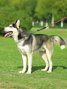 Pet Supplies Rubber Tips Adjustable Detachable Prong Choke Collar Large Dog Training Stimulating Dog Training Chain Effective Detachable Pinch Collar Rubber With Pet Dog Adjustable Collar Steel Training Choke Stainless Prong Comfort Tips Dog Prong Training Collar With Rubber Tips Pit Bull German Shepherd Metal Pinch Collar Pet Supplies - Multicolor - View 8