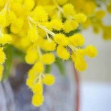 5 Bunches Of High-Quality Artificial Mimosa (Mimosa/Wattle) - Romantic Holiday Style, Ideal For Wedding Decor, Home Decor, And Various Special Occasions - Yellow - View 6