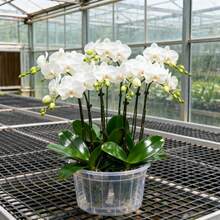 50pcs Orchid Vine Courtyard Landscaping Planted Under Tree Shade Neat Leaves Adapting To Decoration Needs Of Shady Areas - 50pcs/s.e.e.d.s - View 2