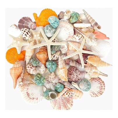 TendenciaJuguetes De Arena Y Playa Conchas De Mar Mixtas ConchasCalidad premium
