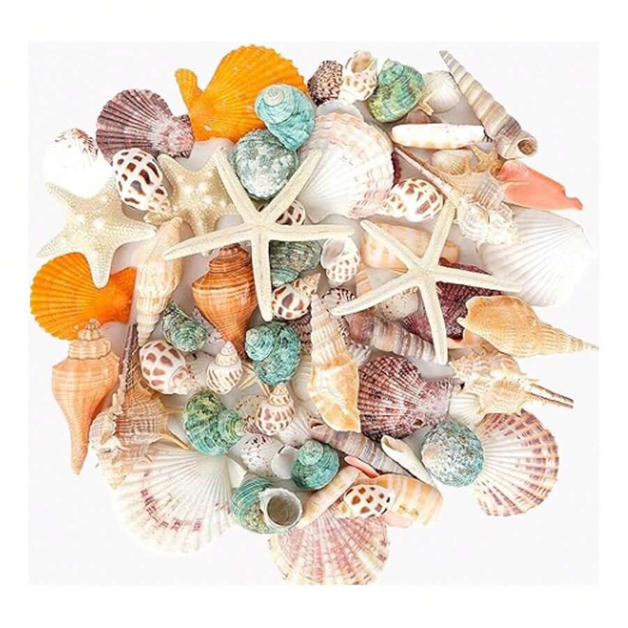 Shells & Starfishes - 1 - ดู 1