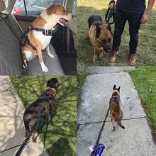 High Strength Elastic Dog Leash - Comfortable Padded Handle And Reflective Line - 6ft/4ft, Suitable For Medium To Large Dogs - Multifunctional 4-In-1 Leash With Car Safety Belt - Ideal For Training And Travels - Multicolor - View 7